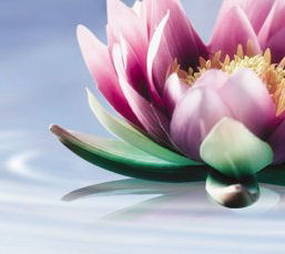 Lotus Business Logo 1