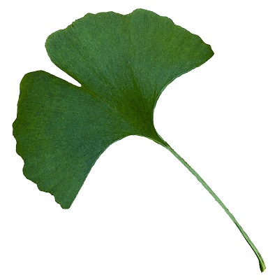 ginkgo leaf 1