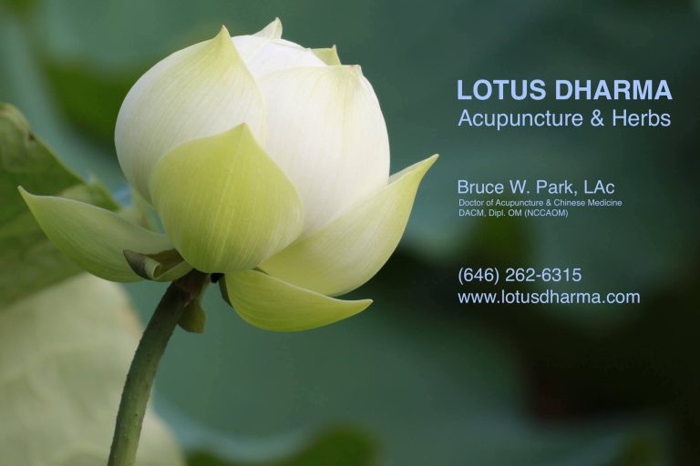 LOTUS dharma biz 1 768x512