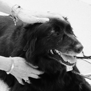 4PawsHealingWu 300x300 1