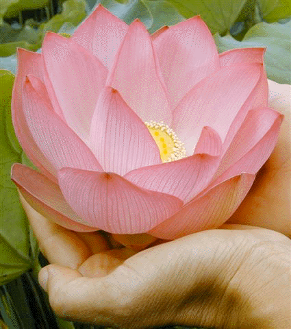 lotus 1